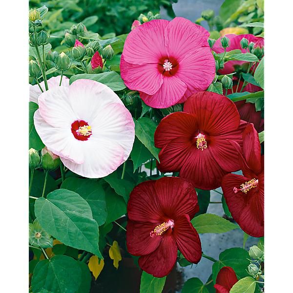 Hibiscus Luna mix