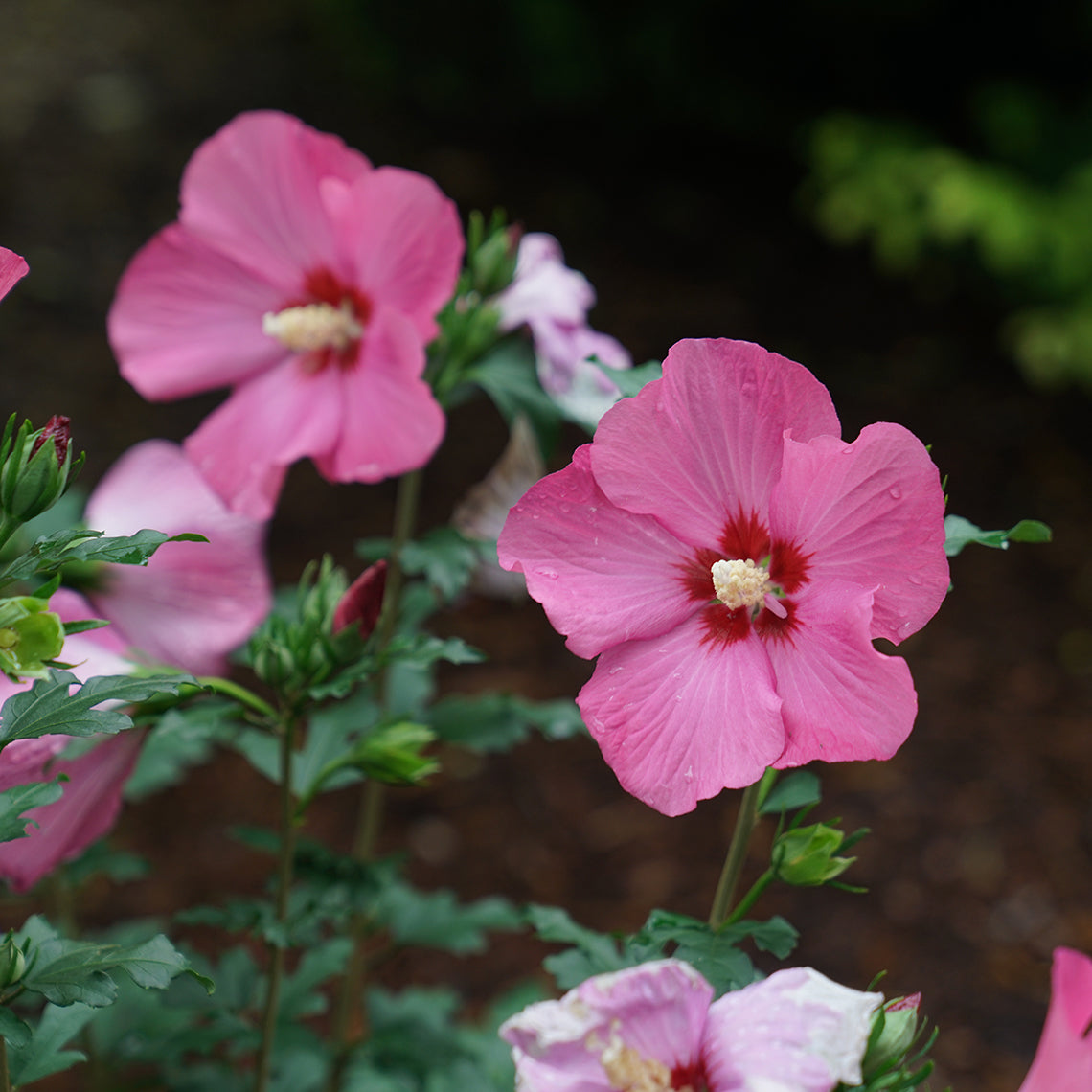 Hibiscus Syriacus 'Red Pillar'