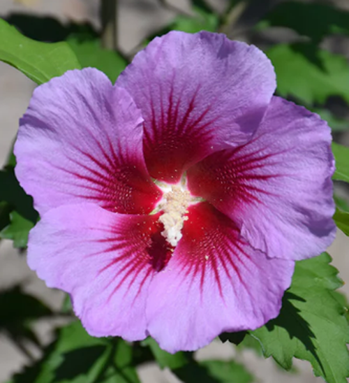 Hibiscus syriacus 'Purple Pillar'
