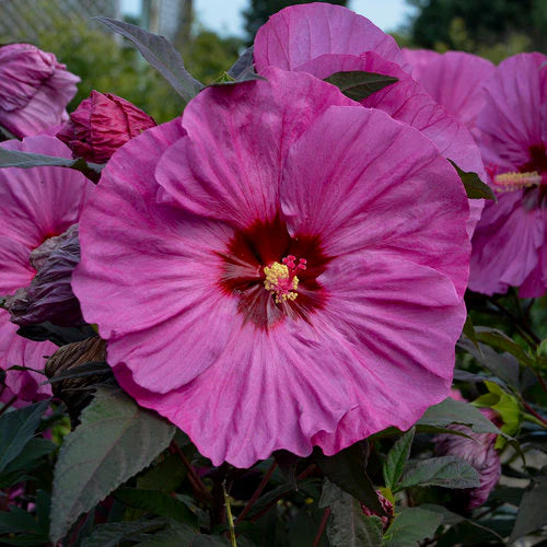 Hibiscus 'Berry Awesome'