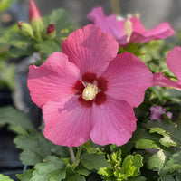 Hibiscus Syriacus 'Paraplu Rouge'