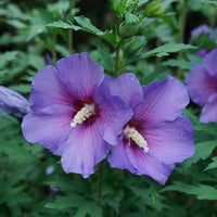 Hibiscus syriacus 'Paraplu Violet'