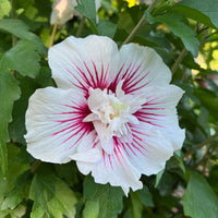 Hibiscus Syriacus 'Starblast Chiffon'