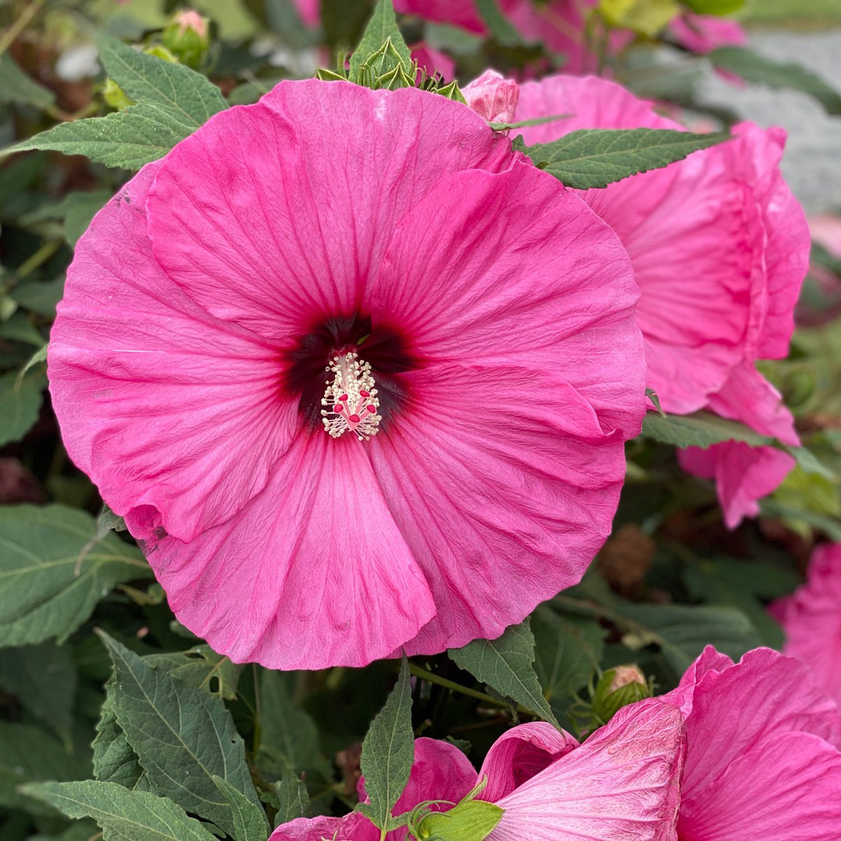 Hibiscus Candy Crush
