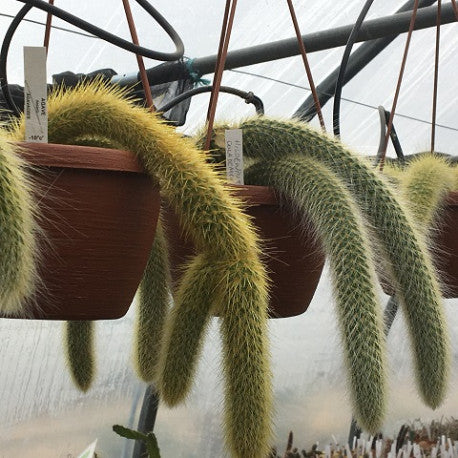 Cactus queue de singe