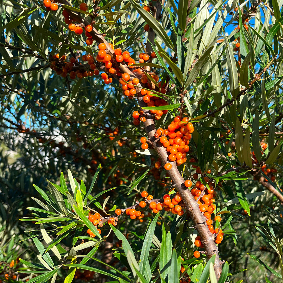 Hippophae rhamnoides 'Pollmix' mâle  - Argousier