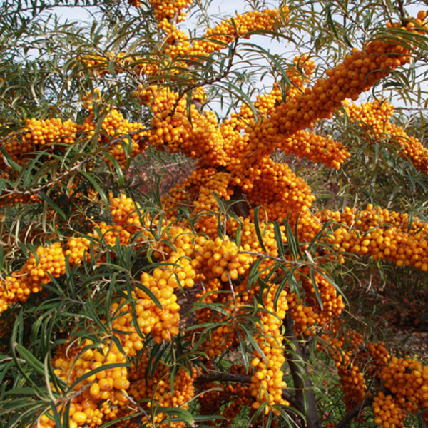 Hippophae rhamnoides