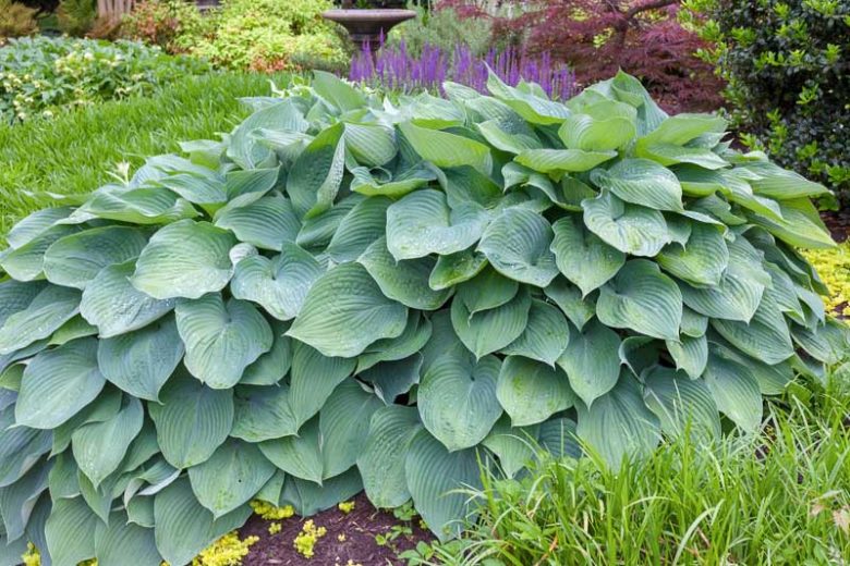Hosta Big Daddy