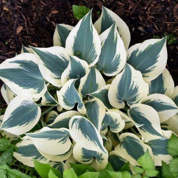 Hosta Blue Ivory