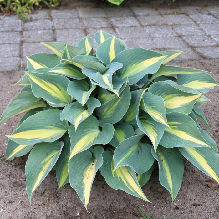 Hosta ''catherine''