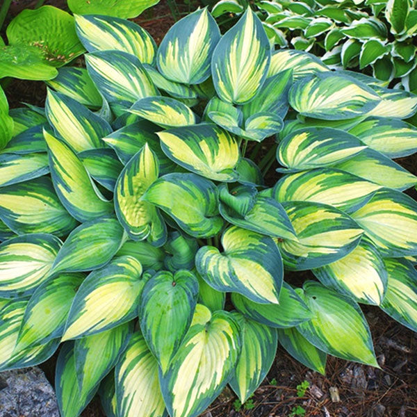 Hosta 'June'