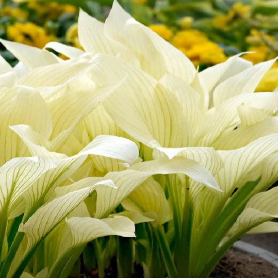 Hosta 'White Feather'