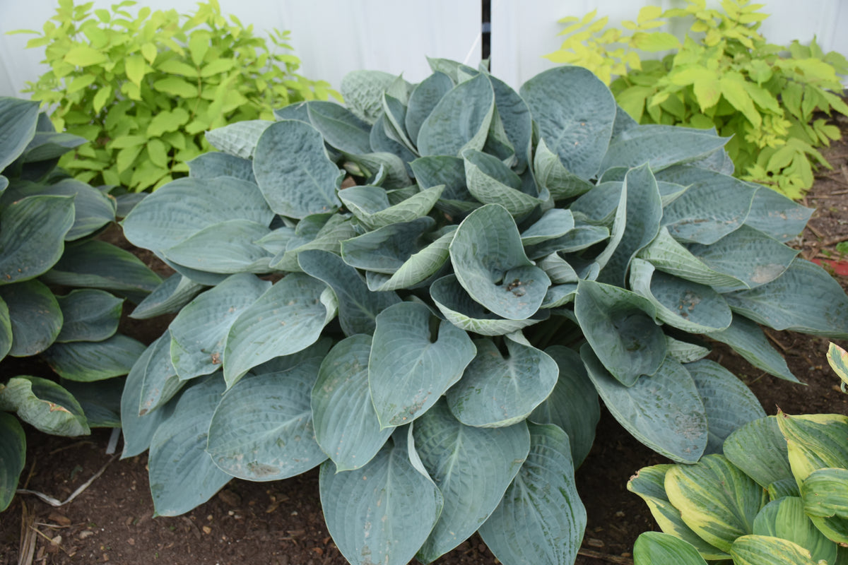 Hosta Shadowland® 'Above the Clouds'