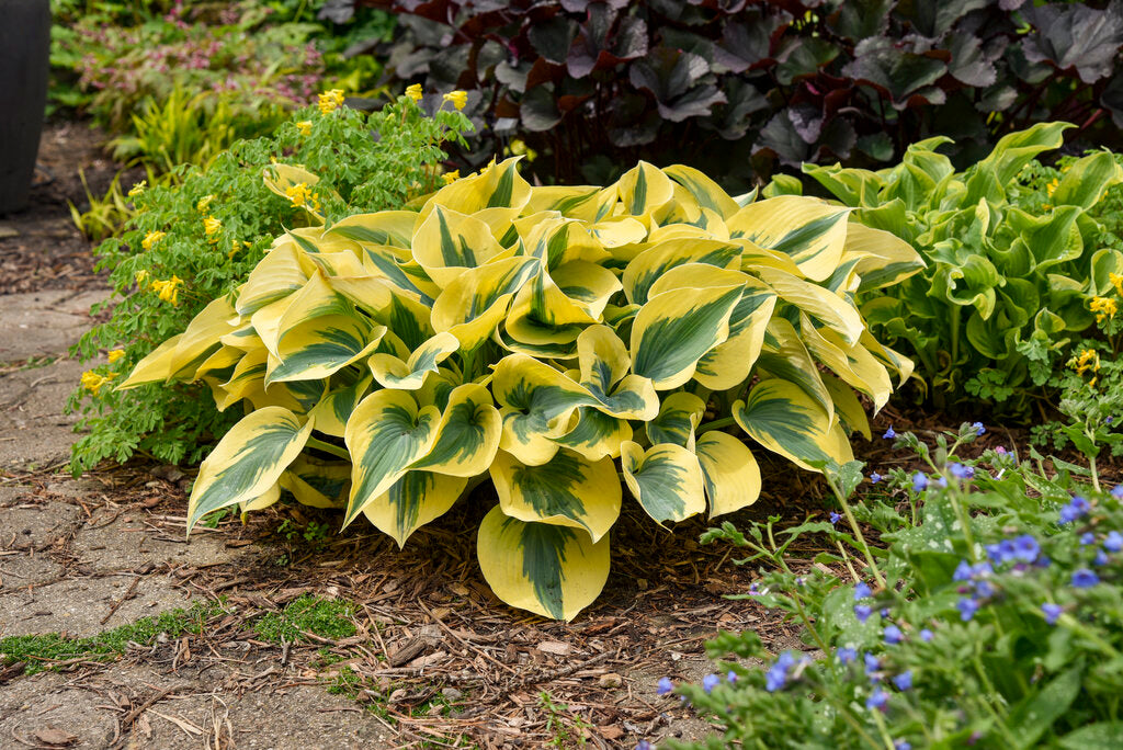 Hosta 'Autumn Frost'