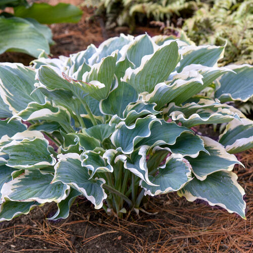 Hosta Shadowland® 'Hope Springs Eternal'