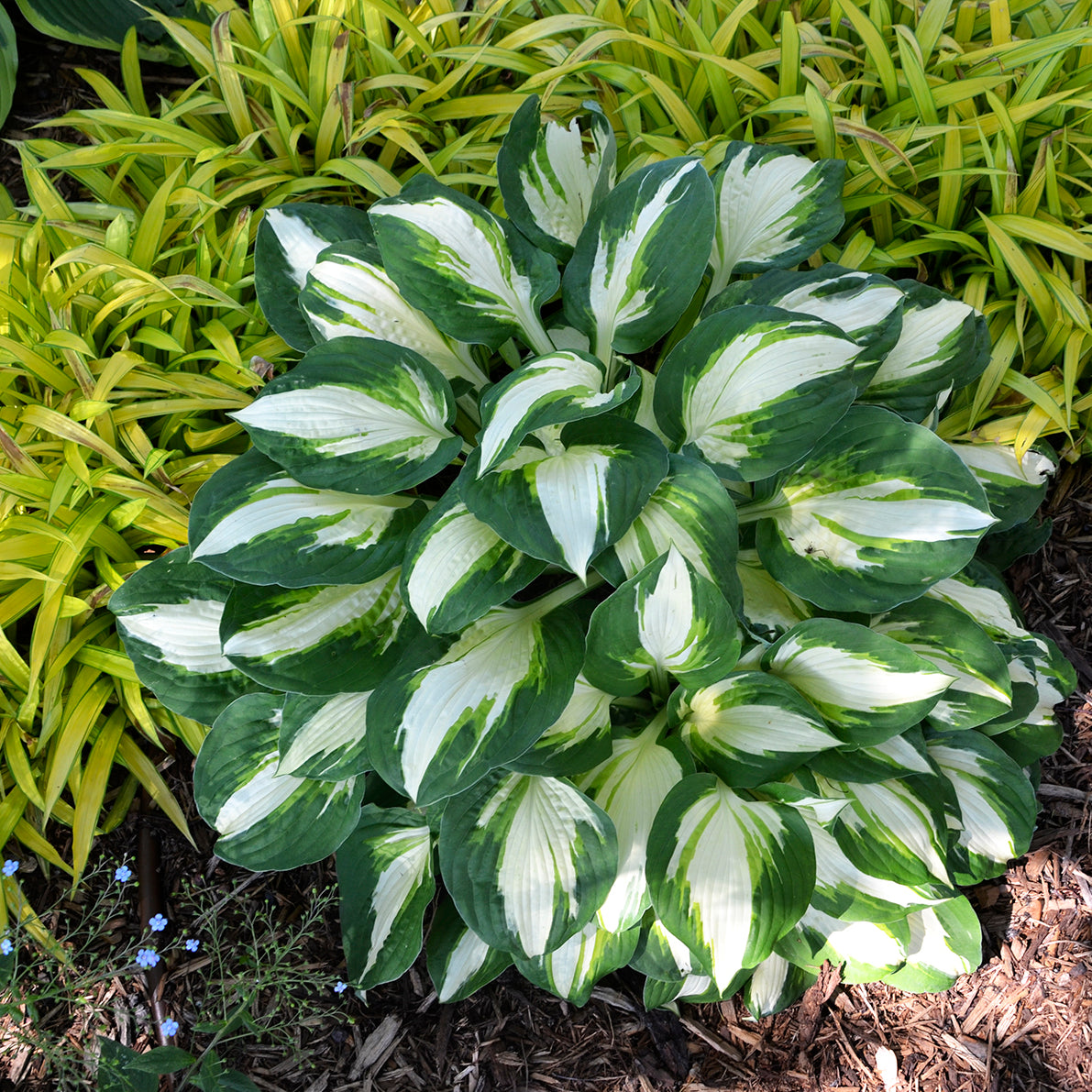 Hosta 'Vulcan'