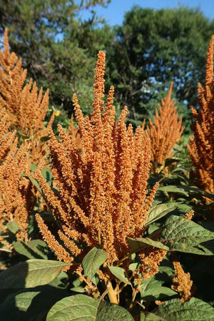 Seed - Amaranth 'Hot biscuits' - Portage Seeds