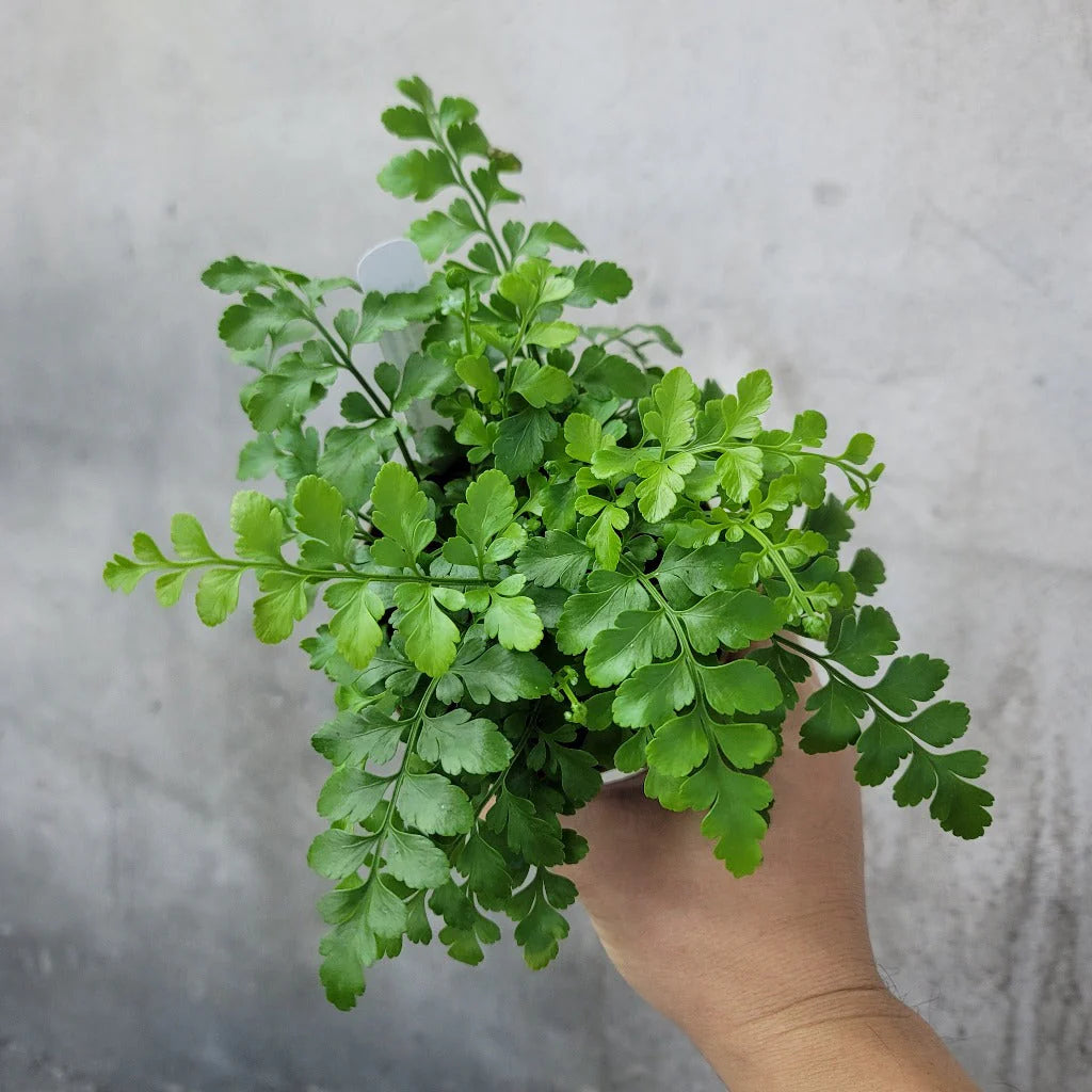 Austral Gem Fern