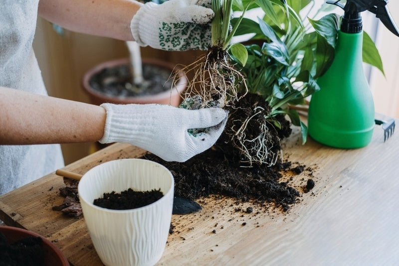 Service de transplantation/ plantation de plante d'intérieur - le prix inclut la terre