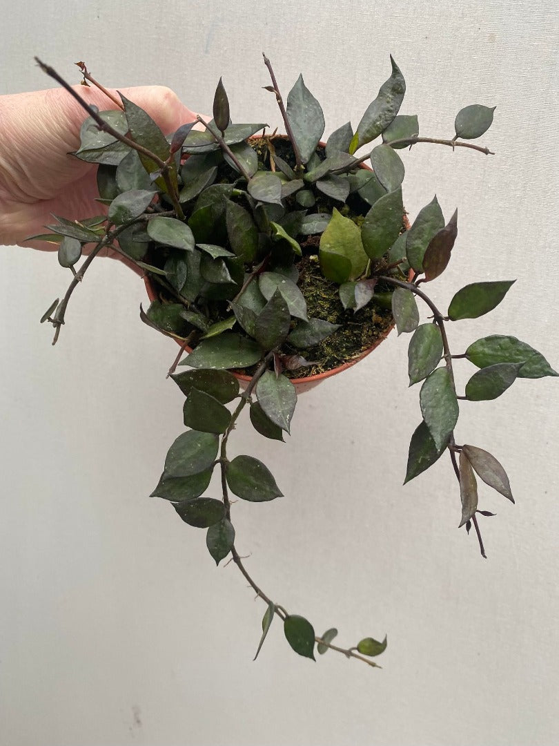 Hoya Krohniana Noir