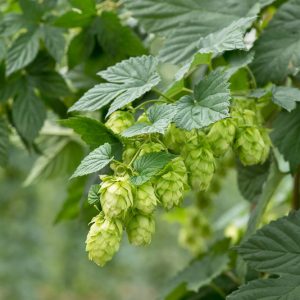 Humulus lupulus 'Willamette'