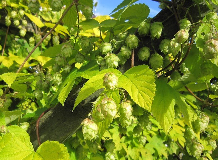 Humulus lupulus 'Aureus'