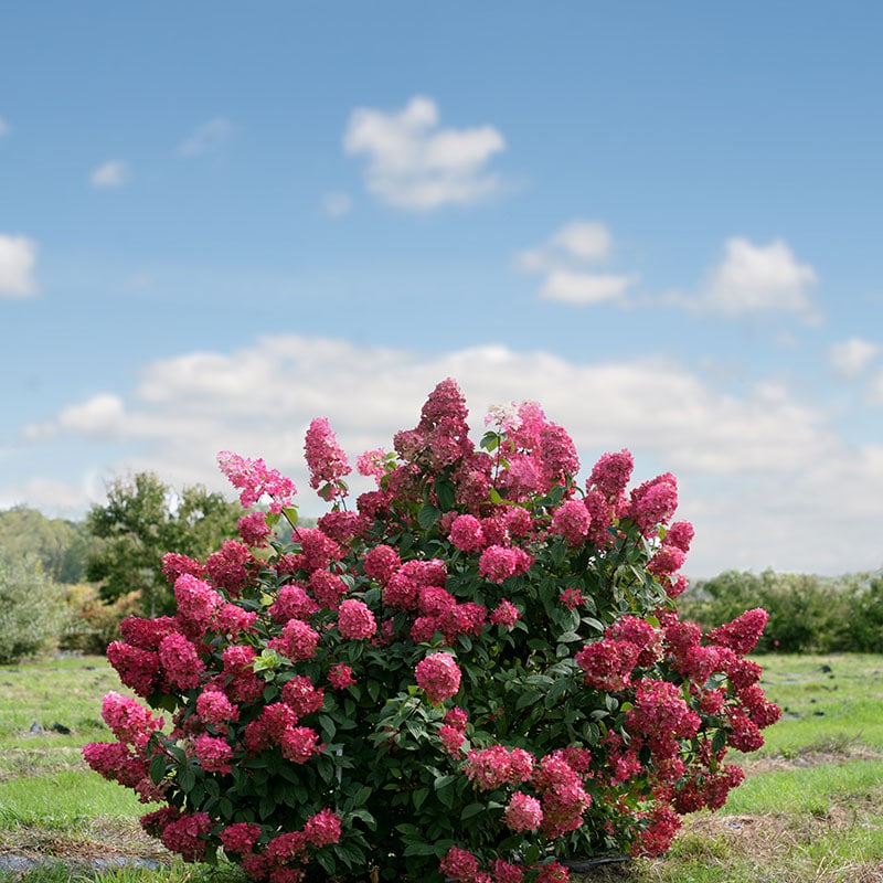 Hydrangea paniculata 'Fire Light'