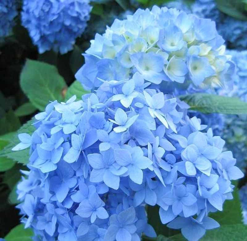 Hydrangea macrophylla Nikko Blue