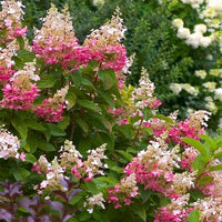 Hydrangea - Paniculata - Pink Diamond