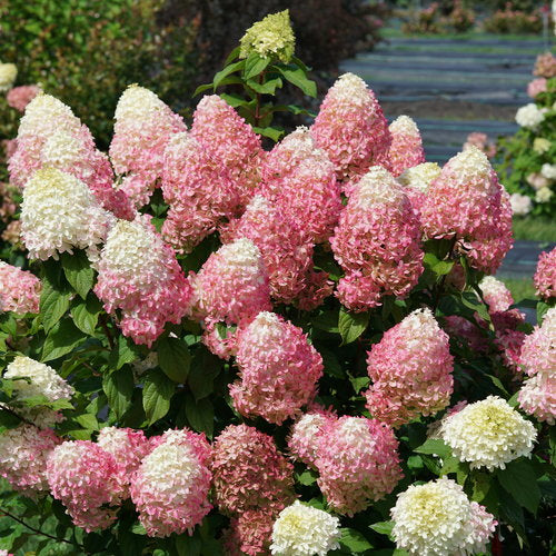 Hydrangea paniculata Quick Fire Fab