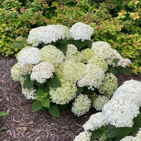 Hydrangea arborescens Invincibelle Wee White – FleurExcel Inc.