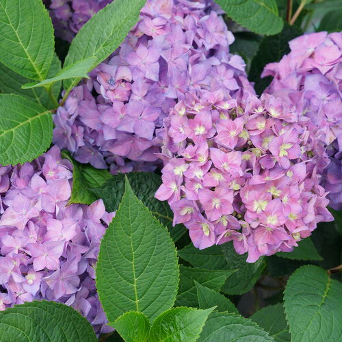Hydrangea macrophylla 'Let's Dance Arriba'