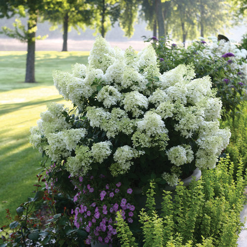 Hydrangea paniculata 'Bobo'