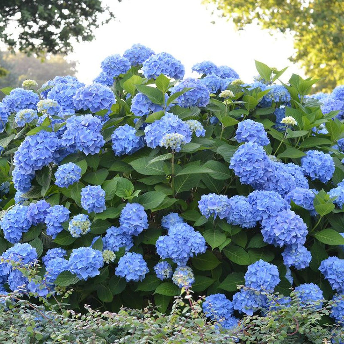 Hydrangea macrophylla 'Endless Summer'