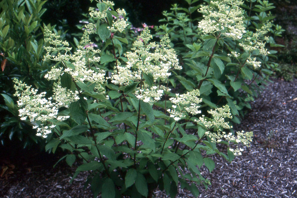 Hydrangea paniculata 'Unique'