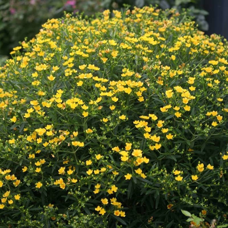 Hypericum kalmianum - Millepertuis