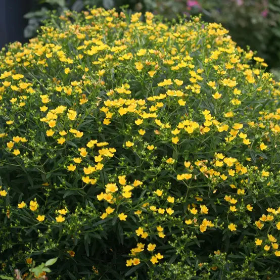 Hypericum Blue Velvet