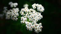 Seed - Yarrow - Portage seeds