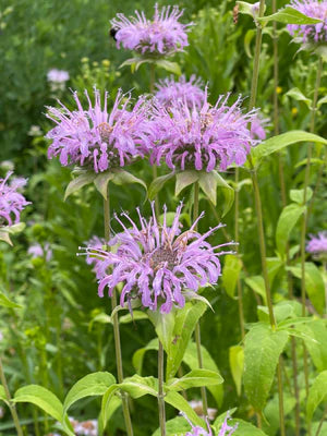 Seed - Wild Bergamot - Semences du Portage