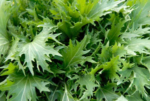Seed - Mizuna asian green - Semences du portage