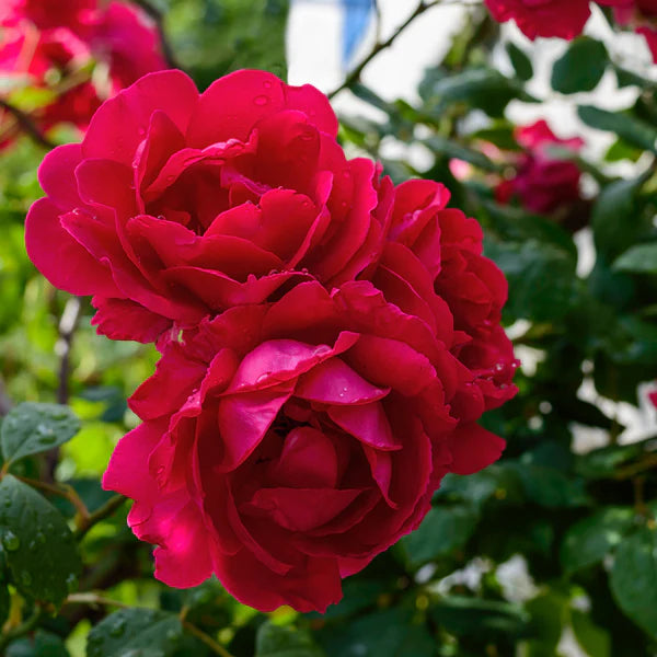 Rosa Morden Amorette