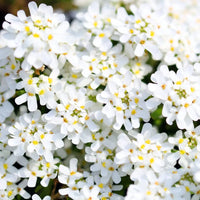 Iberis sempervirens 'Purity' - Ibéris