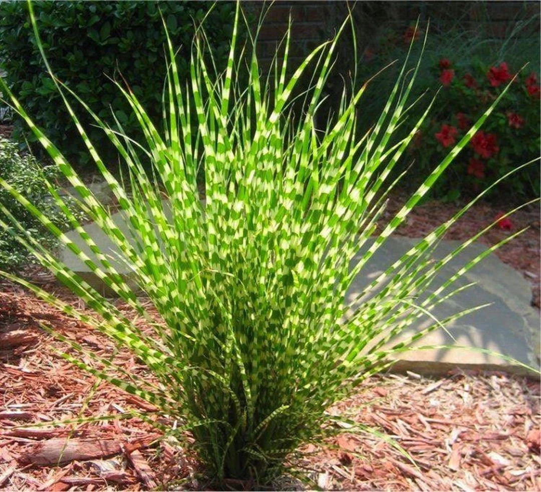 Miscanthus sinensis  'Zebrinus'