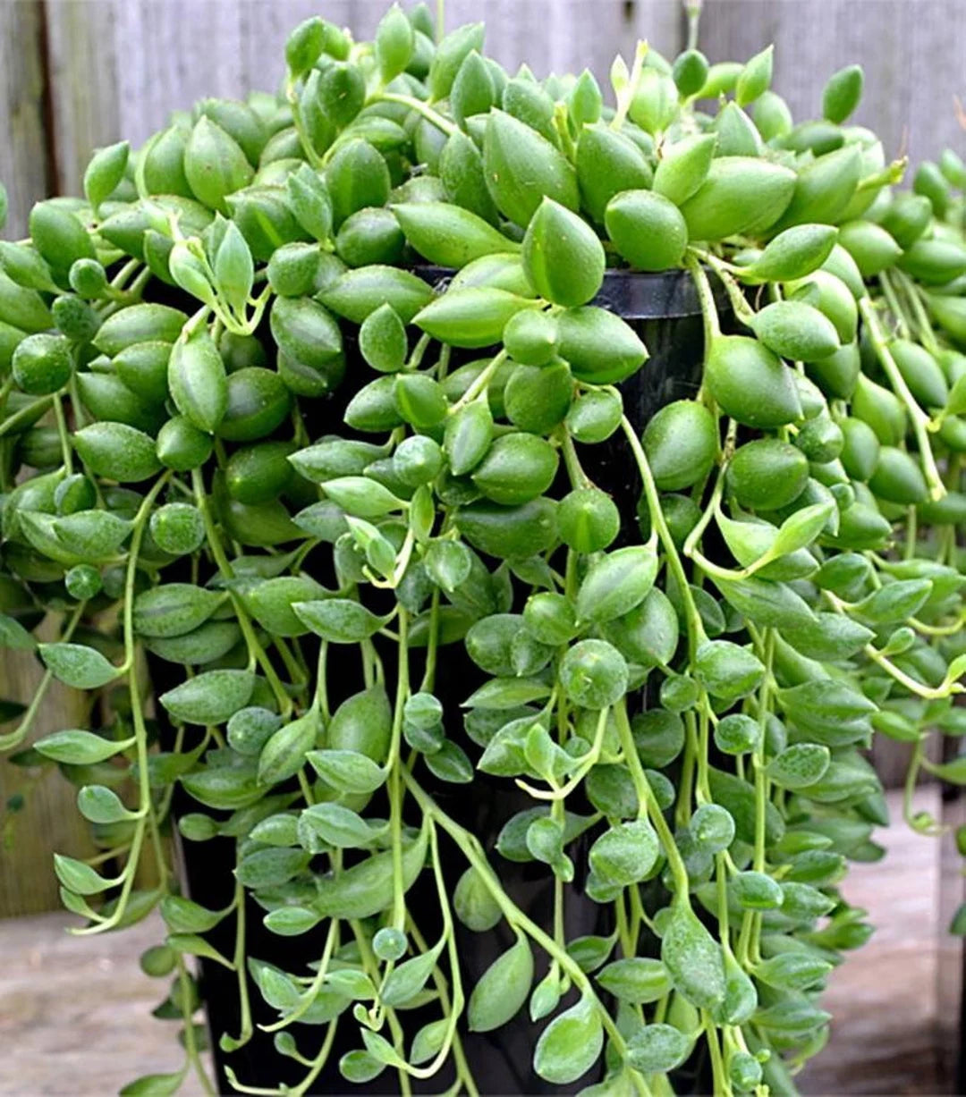 String of Tears (Senecio herreianus)