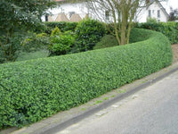 Ligustrum vulgare 'Cheyenne' - Troène