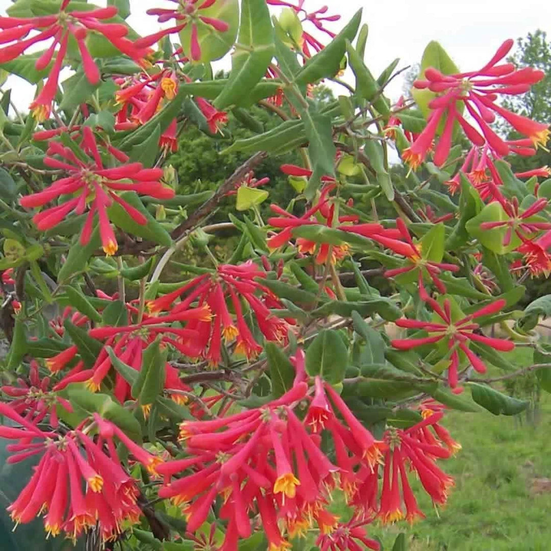 Lonicera sempervirens  'Major Wheeler'