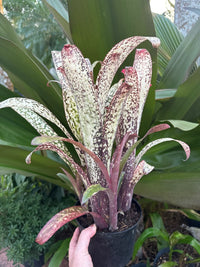 Bromelia - Billbergia Casa Blanca