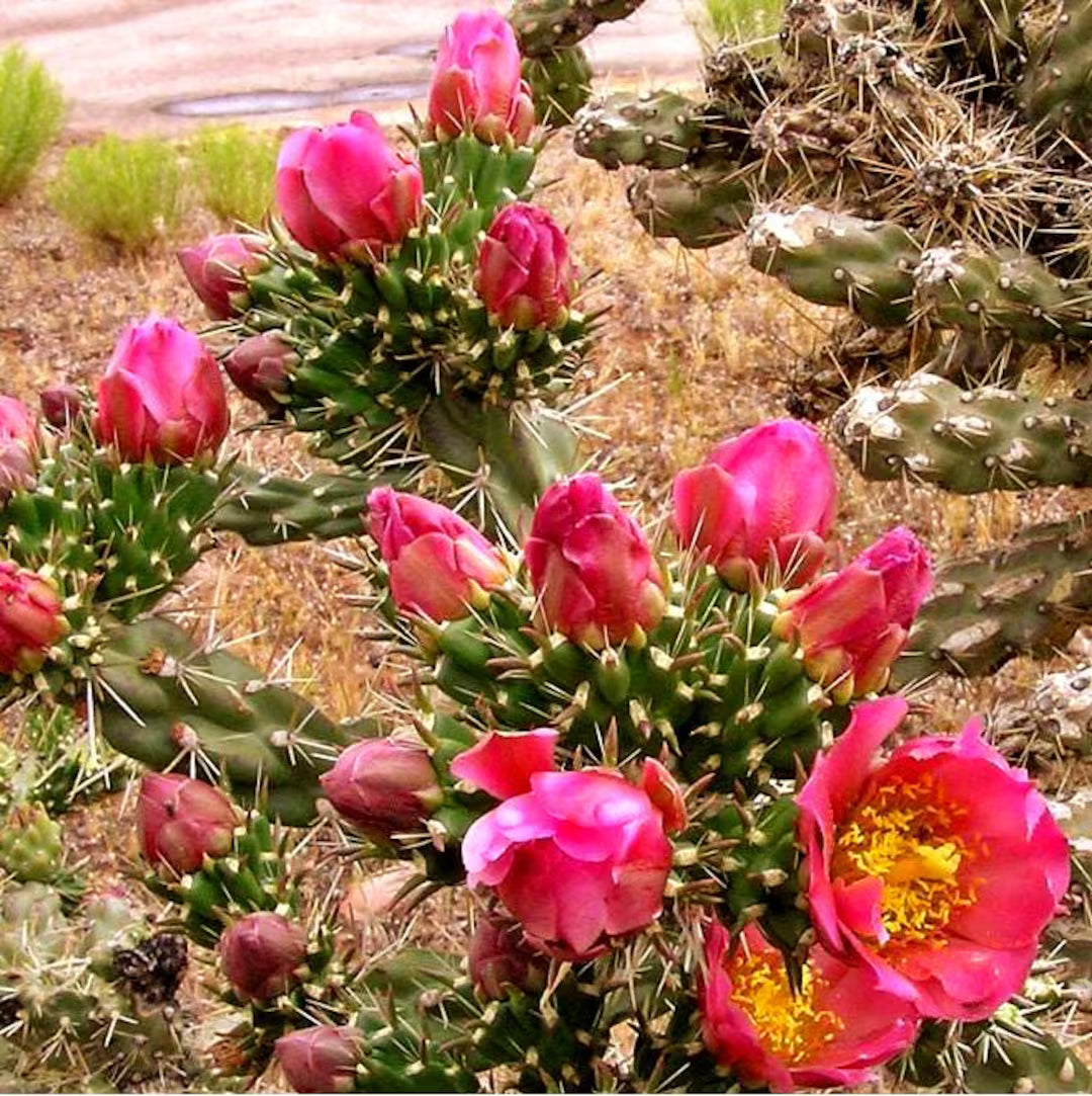 Opuntia Imbricata