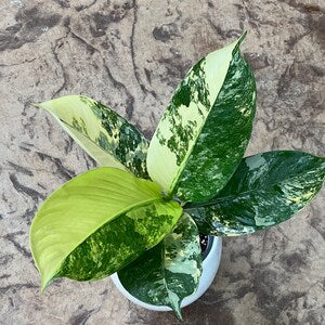dieffenbachia big ben variegated Dieffenbachia Big Ben Variegata – FleurExcel Inc
