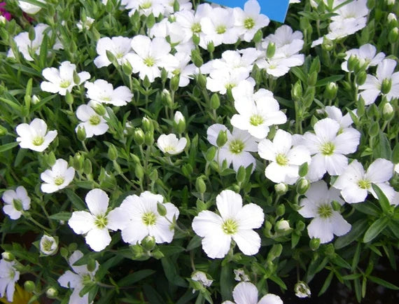 Arenaria montana 'Avalanche'